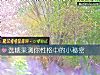 《選糖果測你<i>性格</i>中的小秘密》测试