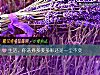 《<i>生活</i>，你選擇多姿多彩還是一塵不變》测试