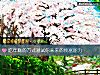 《吃年糕的方式測試你未來的<i>致富</i>能力》测试