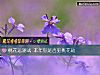 《<i>桃花運</i>測試 本年你是否犯桃花劫》测试