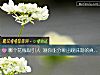 《<i>哪個</i>花瓶吸引人 測你能分辨出暧昧期的真心假意嗎？》测试