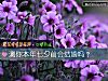 《測你本年七夕前會<i>結婚</i>嗎？》测试