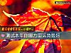 《測試本年你哪方面運勢最好》测试
