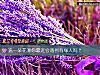 《選一朵花測你最近會<i>遇到</i>有緣人嗎？》测试