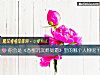 《你會是《香蜜沈沈燼如霜》裏的<i>哪個</i>人物呢？》测试