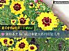 《測你本年<i>表白</i>成功率最大的月份是幾月》测试