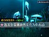 《選發型看哪款男生會爲你心動》测试