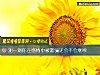 《測一測你在感情中被<i>欺騙</i>還會不會繼續》测试