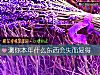 《測你本年什麼東西會失而複得》测试