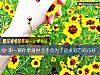 《測一測你<i>單身</i>時會不會爲了追求對方而示好》测试