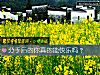 《分手後的你真的能<i>快樂</i>嗎？》测试