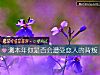《測本年你是否會遭受戀人的<i>背叛</i>》测试