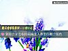 《測你會是電視劇琉璃美人煞裏的<i>哪個</i>角色》测试