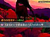 《《莽荒紀》中的誰最適合成爲你的女票》测试