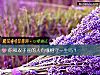 《你和雙子座的人有緣相守<i>一生</i>嗎？》测试