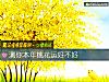 《測你本年<i>桃花運</i>好不好》测试