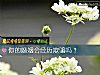 《你的<i>婚姻</i>會經曆欺騙嗎？》测试