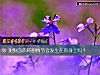 《測狗血的韓劇情節會<i>發生</i>在你身上嗎？》测试