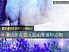 《測試你在<i>戀人</i>面前像哪種動物》测试
