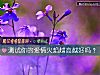 《測試你的<i>愛情</i>火焰越高越好嗎？》测试