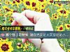 《<i>哪個</i>簪子最精致 測你男友是大灰狼還是小綿羊》测试