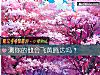 《測你的他會飛黃騰達嗎？》测试