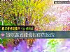《當你<i>遇到</i>碰瓷時你的反應》测试