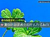 《測你的追求者會用什麼方式<i>表白</i>》测试