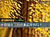 《你能在三月份邂逅<i>愛情</i>嗎？》测试