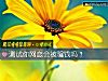 《測試你<i>網戀</i>會被騙錢嗎？》测试