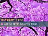 《本年你在<i>哪個</i>月份的運氣是最好的》测试