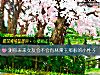 《測你未來<i>女友</i>會不會有林黛玉那般的小性子》测试