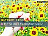 《他會爲你<i>放棄</i>工作來到你的城市發展嗎？》测试