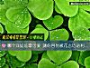 《<i>哪個</i>洋娃娃最可愛 測你容易被花言巧語利用嗎？》测试