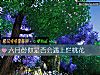 《六月份你是否會遇上爛<i>桃花</i>》测试