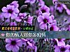 《你的<i>情人</i>對你多癡情》测试