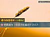 《他願意爲了你放棄優越的<i>生活</i>嗎？》测试