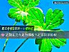 《近期<i>壓力</i>大是爲哪般？趕緊斬草除根》测试
