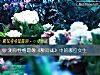 《測你<i>性格</i>最像《醉玲珑》中的哪位女生》测试