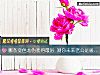 《哪條變色龍僞裝得最好 測你未來<i>老公</i>是暖男嗎？》测试