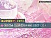 《測你的伴侶會瞞著你和<i>異性</i>朋友遊玩嗎？》测试