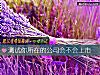 《測試你所在的<i>公司</i>會不會上市》测试