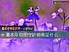 《測本年你的守護神獸是什麼》测试