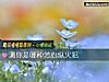 《測你是哪種芳心縱火犯》测试