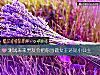《測試未來<i>男友</i>會把你當做女王還是小公主》测试