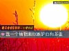 《選一個植物測你<i>嫉妒</i>心有多重》测试
