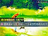 《<i>喜歡</i>追求完美 你是一個孔雀型性格的人嗎？》测试