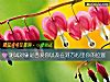 《測試<i>對象</i>是否愛你以及在對方心裏你的位置》测试