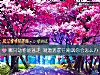 《哪只動物能逃走 測遭遇<i>前任</i>嘲諷你會怎麼辦》测试