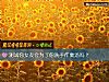 《測試你<i>女友</i>會爲了你洗手作羹湯嗎？》测试